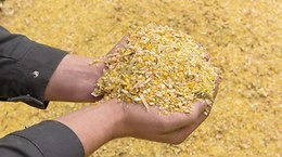 Ensilage de maïs épis -